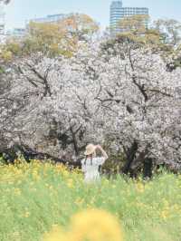 【東京庭園】菜の花スポットで写真を撮るならここ！電車で行けるすぐ撮れる◎徳川家ゆかりの地知ってる？