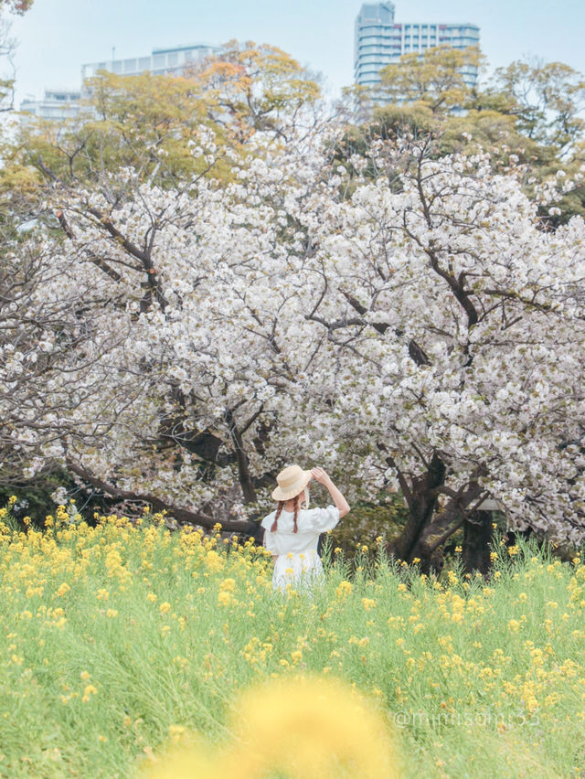 【東京庭園】菜の花スポットで写真を撮るならここ！電車で行けるすぐ撮れる◎徳川家ゆかりの地知ってる？