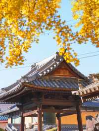 大阪難宗寺｜秋日限定的銀杏黃，美哭了！ 🍂✨