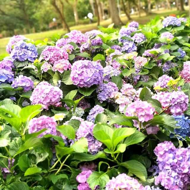 Daan Forest Park