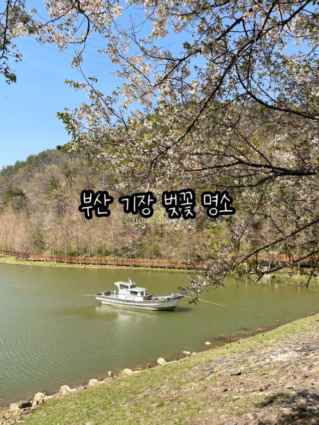 귀여운 배와 벚꽃을 구경할 수 있는 부산 명소
