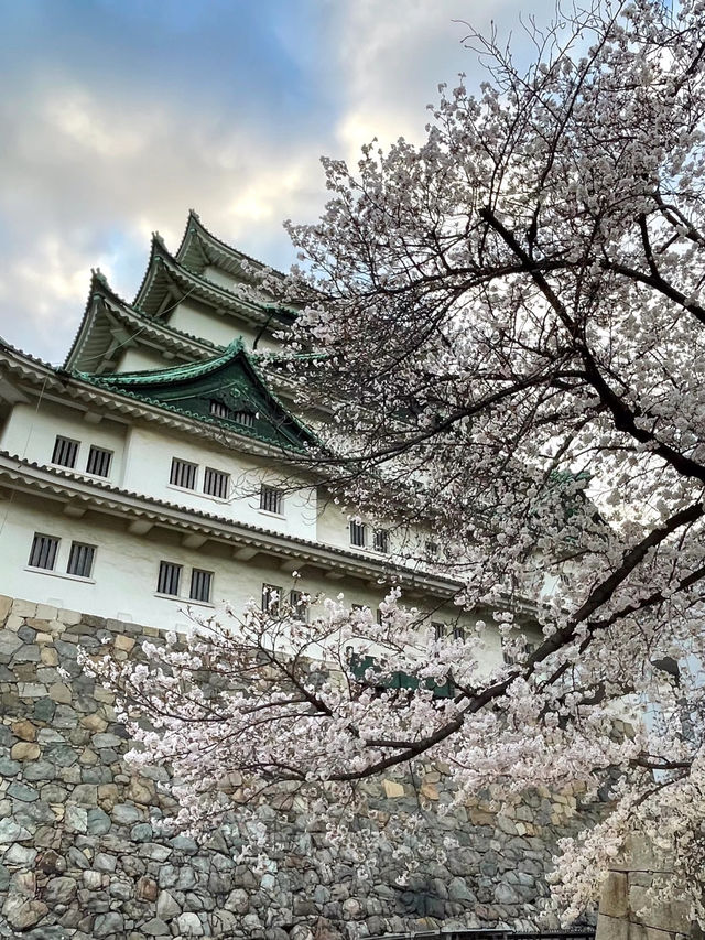 名古屋櫻花：春日裡的文化之旅