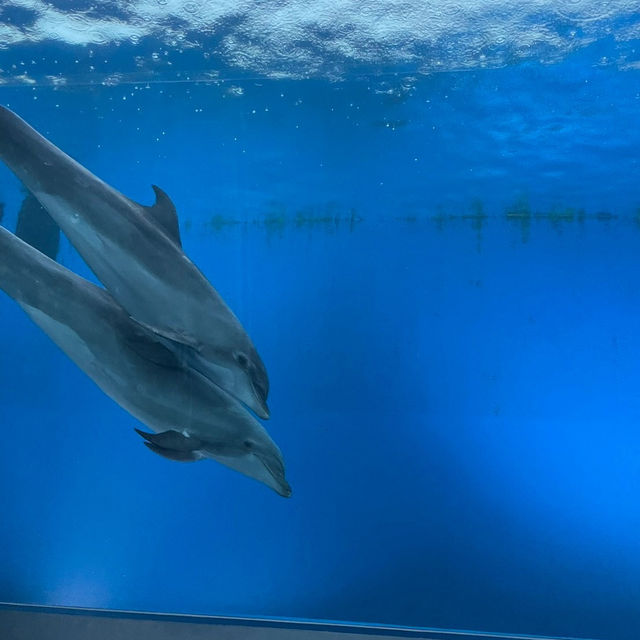 千葉県にある学べる水族館『鴨川シーワールド』🐠