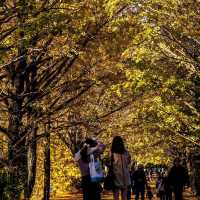 Showa Kinen Park (昭和記念公園)