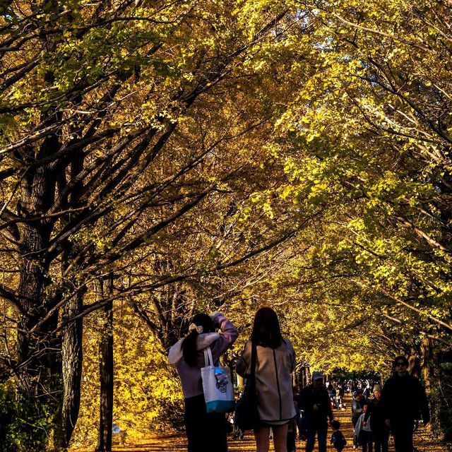 Showa Kinen Park (昭和記念公園)
