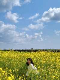 제주의 봄은 노란색💛