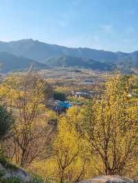 구례 대표적인 봄 축제, 구례 산수유마을 🌼