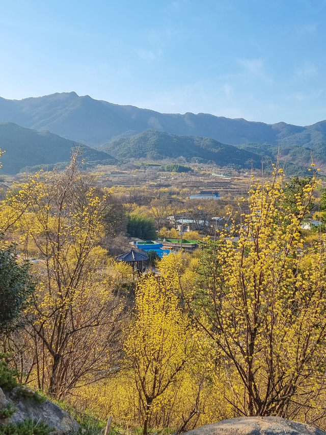 구례 대표적인 봄 축제, 구례 산수유마을 🌼