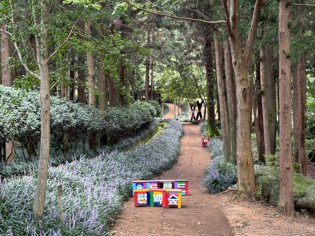 피톤치드가 가득한 산책길🌳