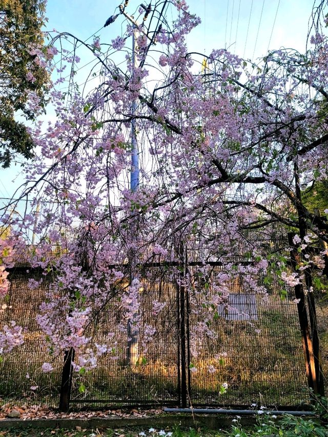 我在宇治天氣晴