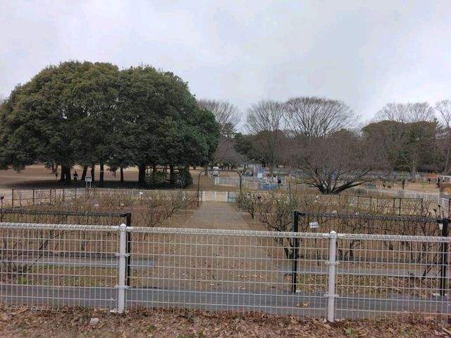 Kinuta Park (砧公園)  Kinuta Park (砧公園)