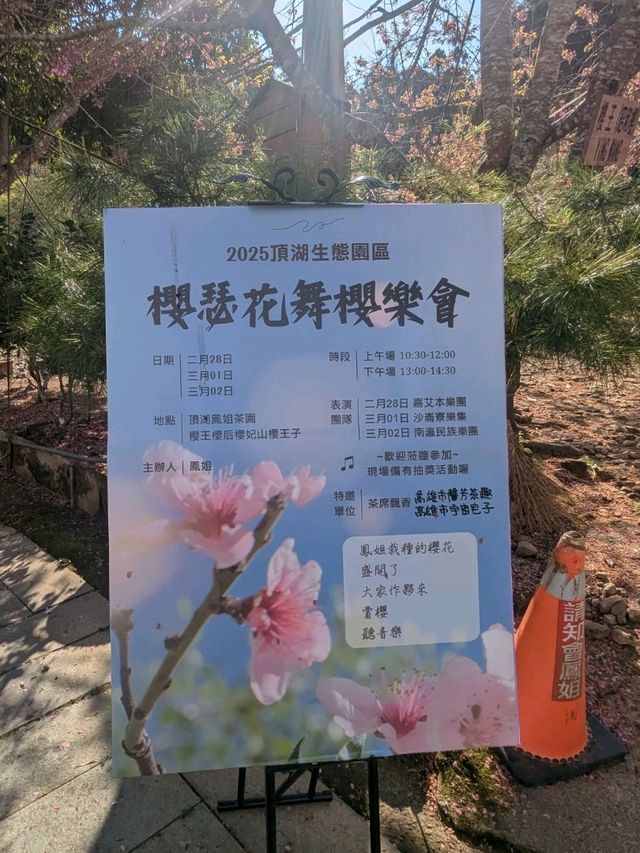 阿里山-頂湖自然生態園區，櫻王櫻后接力綻開！
