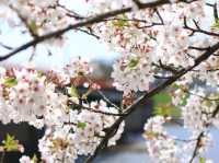 ซากุระบานริมสายน้ำ ที่ Hinokinai River, Kakunodate