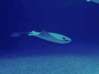 多麼神奇的水族館