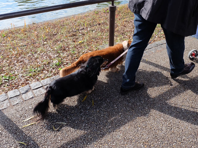 พาเดินเล่น Ueno Park กิจกรรมเพียบ!