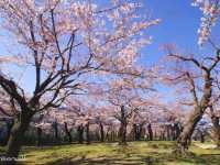 【北海道】五芒星の桜の名所、函館「五稜郭」
