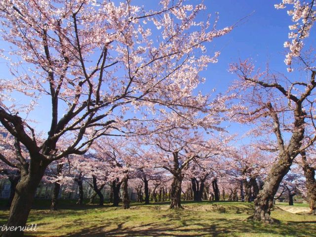 【北海道】五芒星の桜の名所、函館「五稜郭」