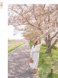 梅と桜のおすすめスポットはここ🌸🍡💕