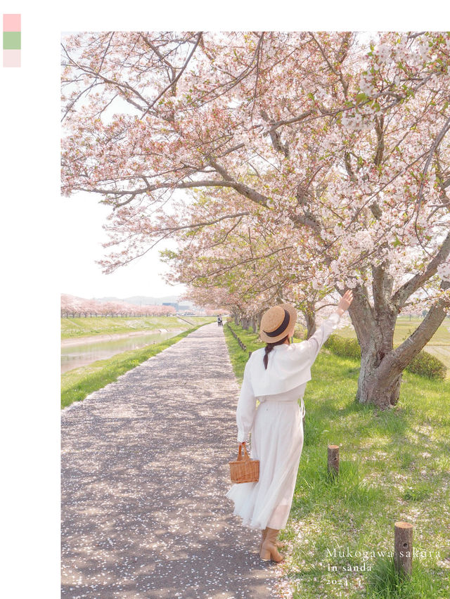 梅と桜のおすすめスポットはここ🌸🍡💕