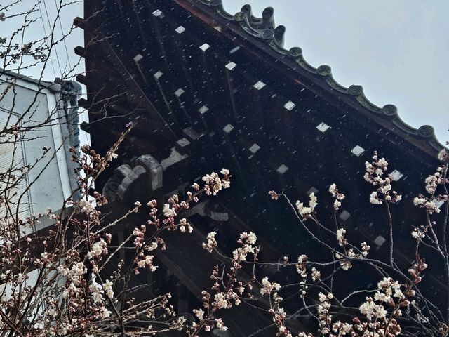 京都近郊影櫻花好去處，人少啲  櫻花多啲🌸