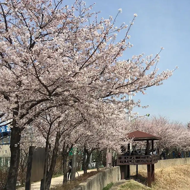 🌸 **安養川櫻花散步道（衿川段）櫻花觀賞分享** 🌸