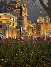 Tulips wonderland at The Bunds, Shanghai🌷