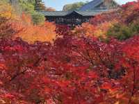 Tofuku-ji อีกวัดดูใบไม้แดงที่ไม่ควรพลาดที่ kyoto