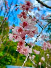 🌸 **香港城門谷公園櫻花觀賞遊覽分享** 🌸