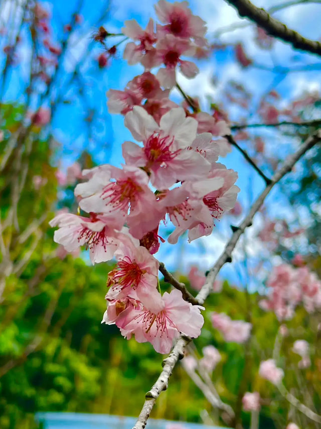 🌸 **香港城門谷公園櫻花觀賞遊覽分享** 🌸
