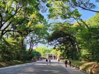 都心で感じる自然の癒し – 森林浴気分で訪れる明治神宮