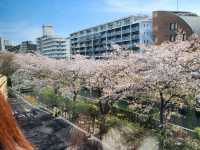 目黒川の桜が彩る春の散歩道、訪れるべき絶景スポット