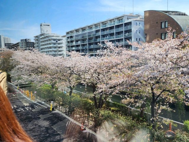 目黒川の桜が彩る春の散歩道、訪れるべき絶景スポット