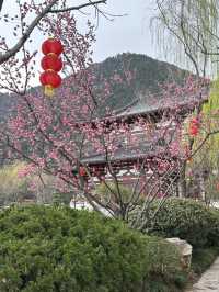 Xi’an in Bloom: Why March is the Perfect Time to Witness Sakura Magic