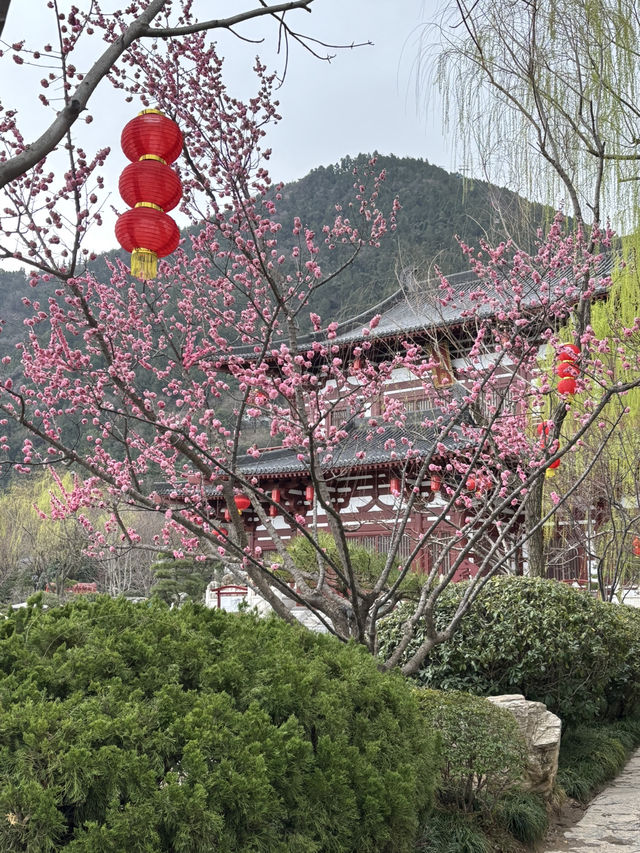 Xi’an in Bloom: Why March is the Perfect Time to Witness Sakura Magic