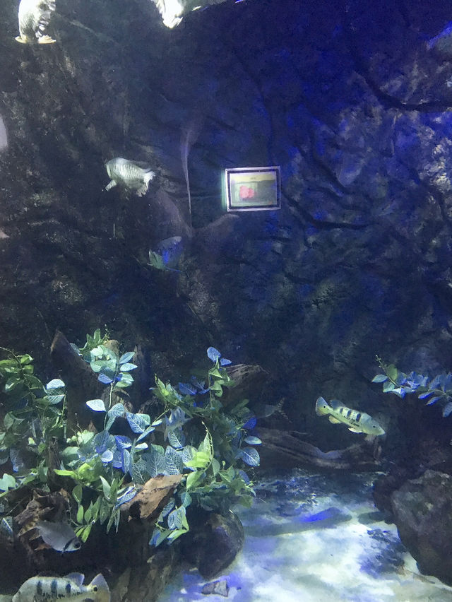 Thrills & Fun at VinWonders Phú Quốc