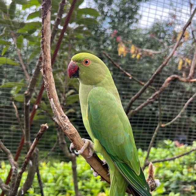 新加坡飛禽公園～鳥類的天堂
