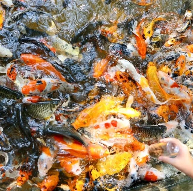 คาเฟ่ในกรุง🚢 ท่ามกลางธรรมชาติ🏝🏝
