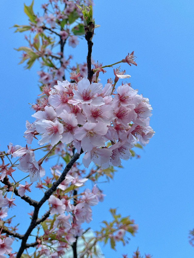 도쿄 시바공원엔 봄이 한 발짝🌸