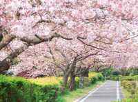 Chasing Sakura at Uminonakamichi Seaside Park