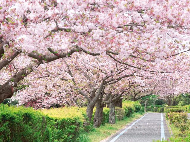 Chasing Sakura at Uminonakamichi Seaside Park