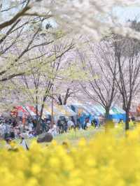 【群馬】行かなきゃ損‼️ここにもあった四重奏🌸桜のトンネルを歩こう！