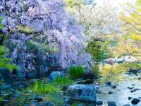 Chasing Sakura at Shirotori Garden