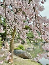 🇯🇵 名古屋最市中心最大賞櫻公園