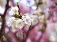 Springtime in Tokyo: Daikanyama TENOHA🌸
