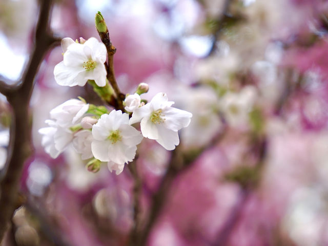 Springtime in Tokyo: Daikanyama TENOHA🌸