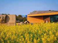 Discoger Majiabang Rapeseed Flowers