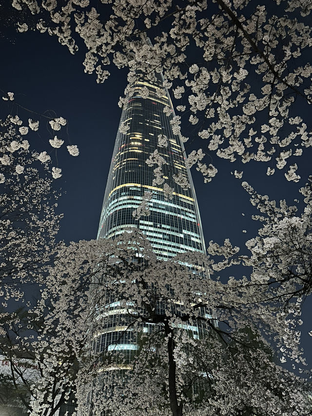 아름다운 야경과 함께하는 석촌호수 벚꽃구경🌸
