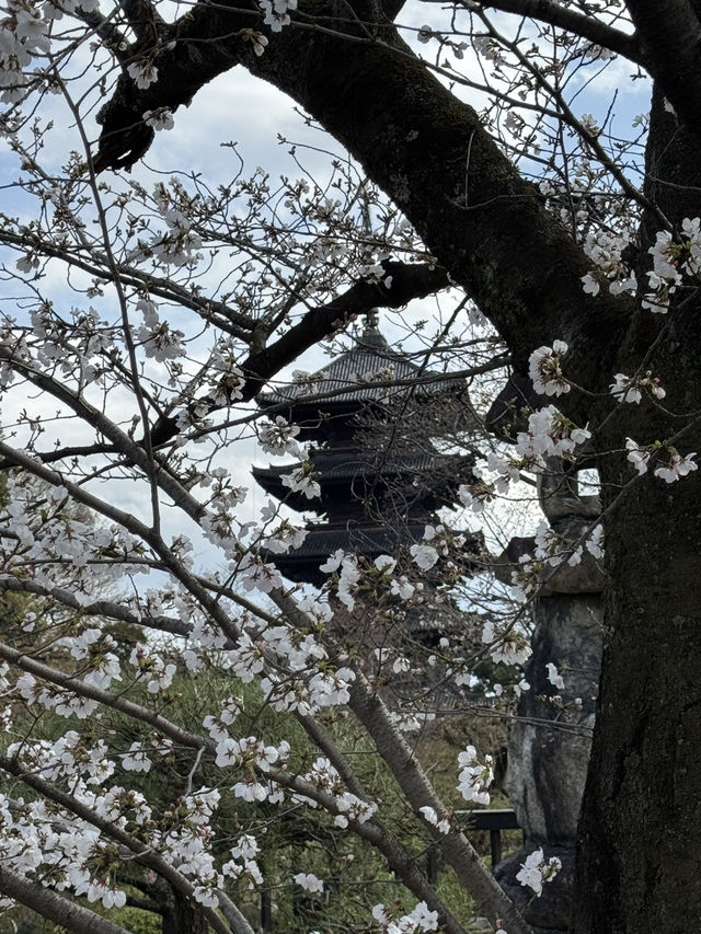 京都櫻花 3月31日實況