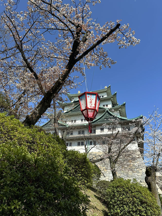 追到名古屋城櫻花