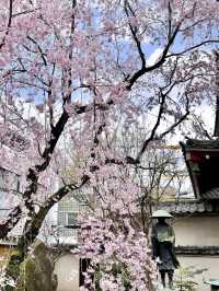 Spring Outing at Araiyakushi Baishouin – A Hidden Sakura Gem